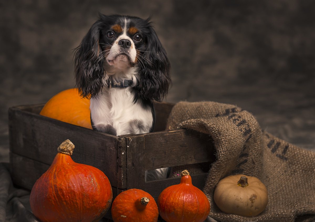 Pet Photography Liverpool Merseyside